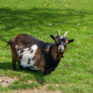 Goats là gì? Những điều cần biết khi nuôi goats