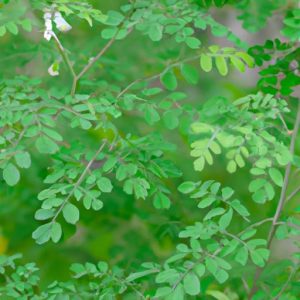 Thảo Mai là gì: Tìm hiểu về cây thảo mai và công dụng của nó